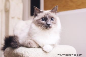 139 nombres de gatos Ragdoll tan irresistibles como la personalidad de tu mascota