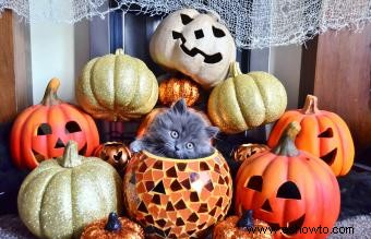 140 nombres de gatos de Halloween, de dulces a espeluznantes