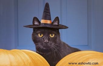 140 nombres de gatos de Halloween, de dulces a espeluznantes