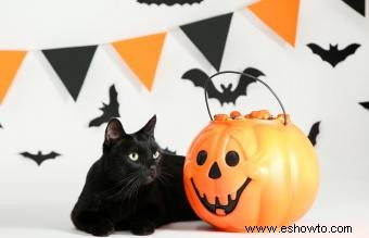 140 nombres de gatos de Halloween, de dulces a espeluznantes