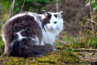 140 nombres poderosos para gatos noruegos