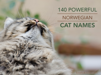 140 nombres poderosos para gatos noruegos