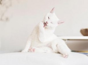 Más de 140 nombres frescos y divertidos de gatos blancos para una inspiración pura