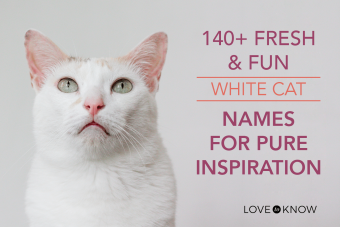 Más de 140 nombres frescos y divertidos de gatos blancos para una inspiración pura