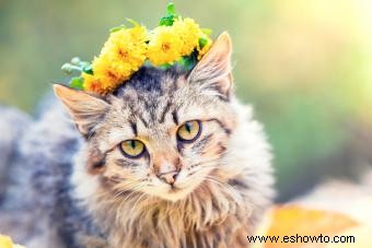 Más de 140 nombres de gatos hippies con un toque bohemio