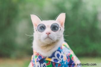 Más de 140 nombres de gatos hippies con un toque bohemio