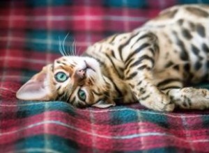 143 Nombres Perfectos para Gatos Bengalíes: De Feroz a Majestuoso
