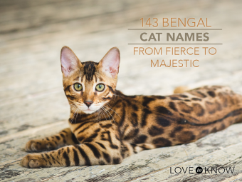 143 nombres de gatos de Bengala de feroces a majestuosos