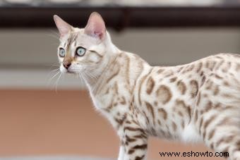 143 nombres de gatos de Bengala de feroces a majestuosos