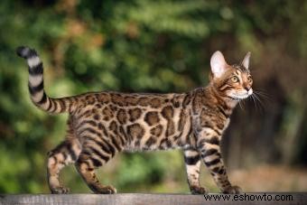 143 nombres de gatos de Bengala de feroces a majestuosos