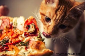 150 nombres de gatos italianos vibrantes