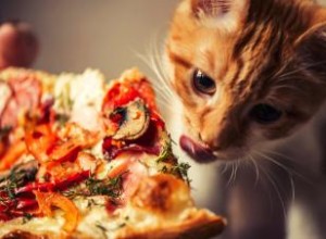 150 nombres de gatos italianos vibrantes