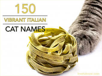 150 nombres de gatos italianos vibrantes