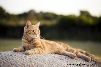 150 nombres de gatos italianos vibrantes