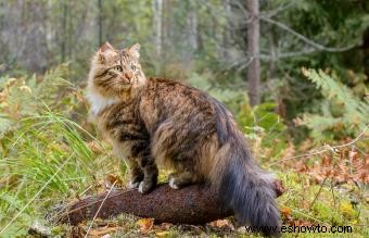 Más de 150 nombres épicos de gatos machos