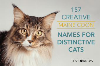 157 nombres creativos de Maine Coon para gatos distintivos