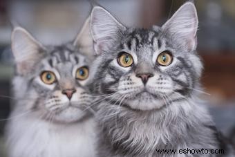 157 nombres creativos de Maine Coon para gatos distintivos