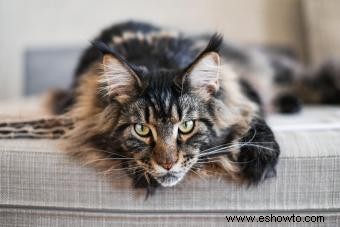 157 nombres creativos de Maine Coon para gatos distintivos