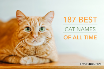 187 mejores nombres de gatos de todos los tiempos