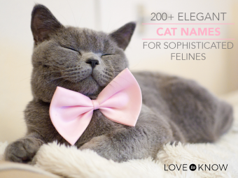 Más de 200 nombres de gatos elegantes para felinos sofisticados