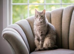 Más de 200 nombres de gatos elegantes para felinos sofisticados