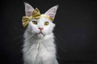 Más de 200 nombres de gatos elegantes para felinos sofisticados