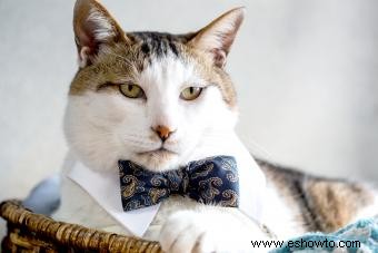 Más de 200 nombres de gatos elegantes para felinos sofisticados