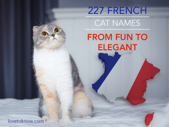 227 nombres de gatos franceses de divertidos a elegantes
