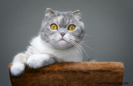 227 nombres de gatos franceses de divertidos a elegantes