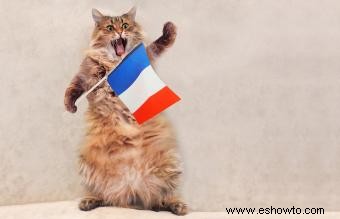 227 nombres de gatos franceses de divertidos a elegantes