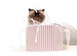 38 Nombres Lindos y Originales para Gatitos Himalayos: Inspiración Exótica