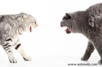 5 razones comunes para las peleas de gatos