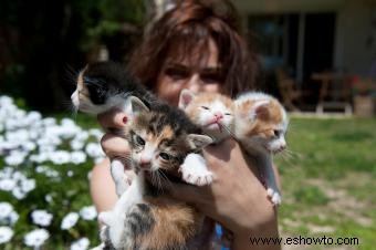 6 señales de que eres una dama loca por los gatos