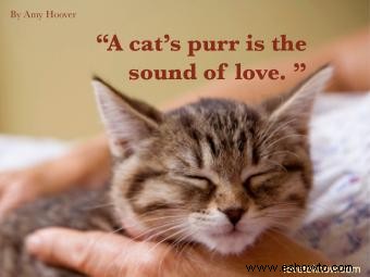 Más de 60 citas lindas de gatos para amantes de los gatos