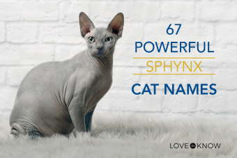 67 nombres poderosos para gatos esfinge