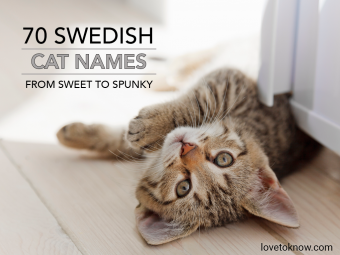 70 nombres de gatos suecos, de dulces a valientes