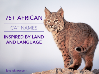 Más de 75 nombres de gatos africanos inspirados en la tierra y el idioma
