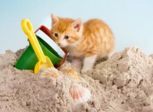8 maneras de mantener a los gatos fuera del arenero del patio trasero