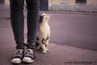 Más de 80 nombres de gatos rusos con fuerza y ​​belleza