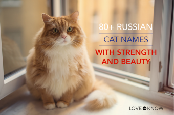 Más de 80 nombres de gatos rusos con fuerza y ​​belleza