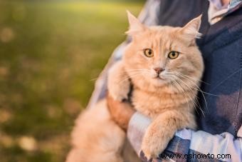 Adoptar un gato senior mayor