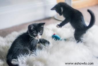 Adopción de dos gatos:¿Se llevarán bien?