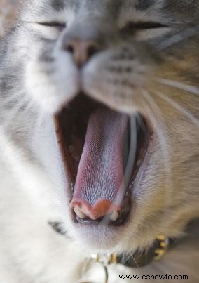 Datos asombrosos sobre la lengua de tu gato