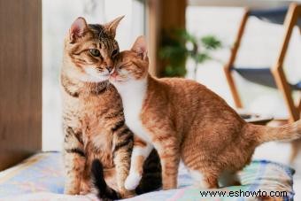 Adopción de dos gatos:¿Se llevarán bien?
