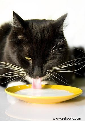 Datos asombrosos sobre la lengua de tu gato