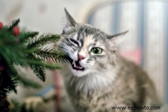 ¿Los árboles de Navidad son tóxicos para perros y gatos? Qué evitar