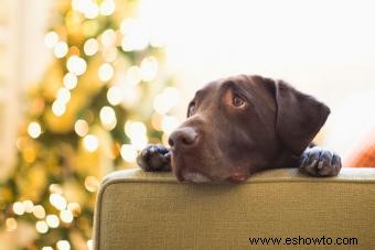¿Los árboles de Navidad son tóxicos para perros y gatos? Qué evitar