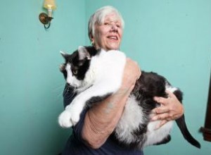 El gato más grande del mundo: récords históricos, razas gigantes y consejos de salud