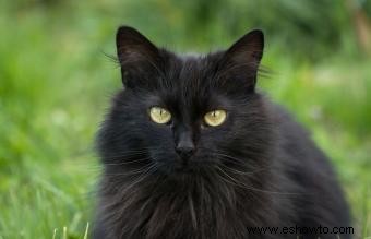 Rasgos de personalidad del gato negro