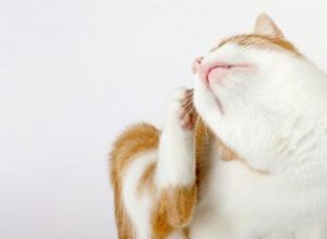 ¿Pueden las pulgas de los gatos picar a los humanos? Síntomas y soluciones efectivas